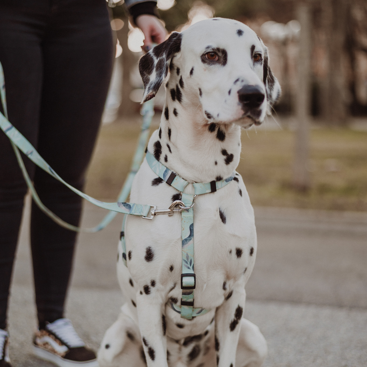 Dalmatinec sedi na prostem v oprsnici in na povodcu Gina’s Woofs Wear v svetlomodrem vzorcu.