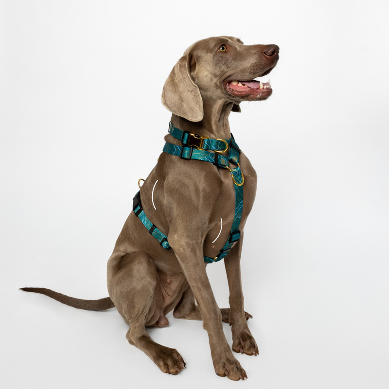 Kako izbrati pravo velikost oprsnice in ovratnice za tvojega psa?