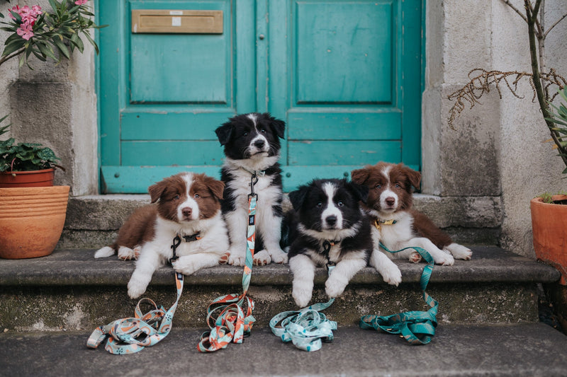 Top 50 kratkih imen za pse v letu 2026 - Unikatna in priljubljena pasja imena