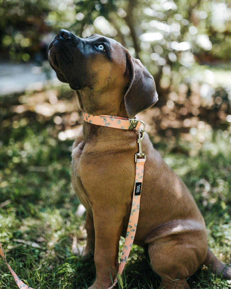 20 sekund za varnost: skrb za pasjo opremo je majhna navada, ki lahko prepreči veliko težavo