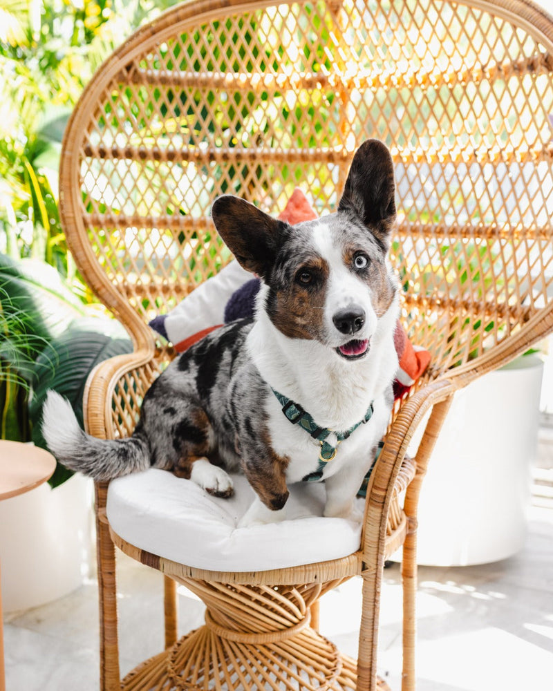 Utrinki s prvega dogodka Pets & Plants Party 😍🐾🪴.