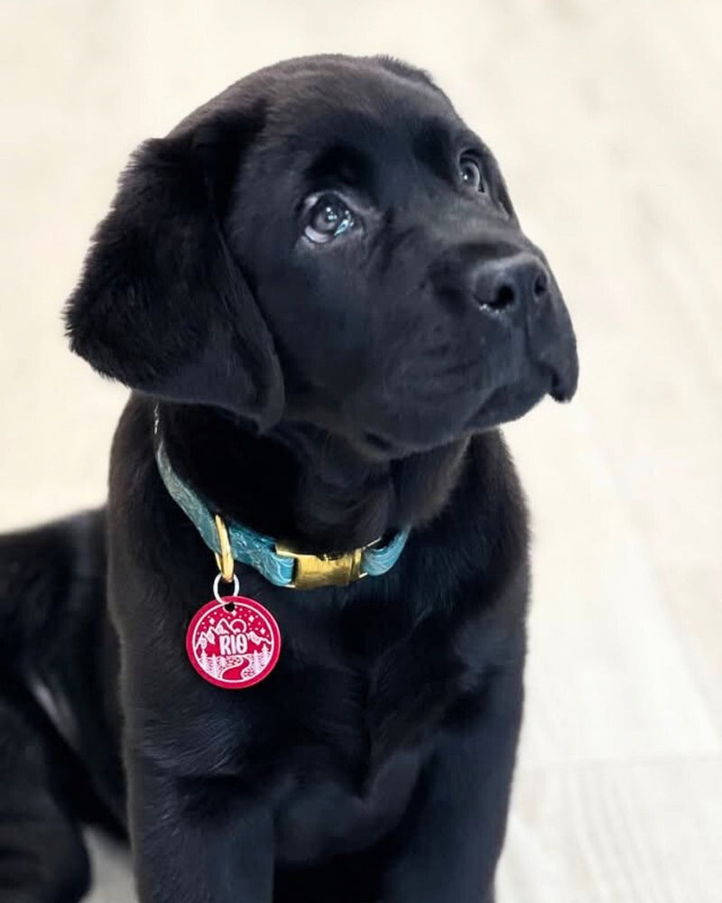 Ali moj kuža potrebuje ID obesek?