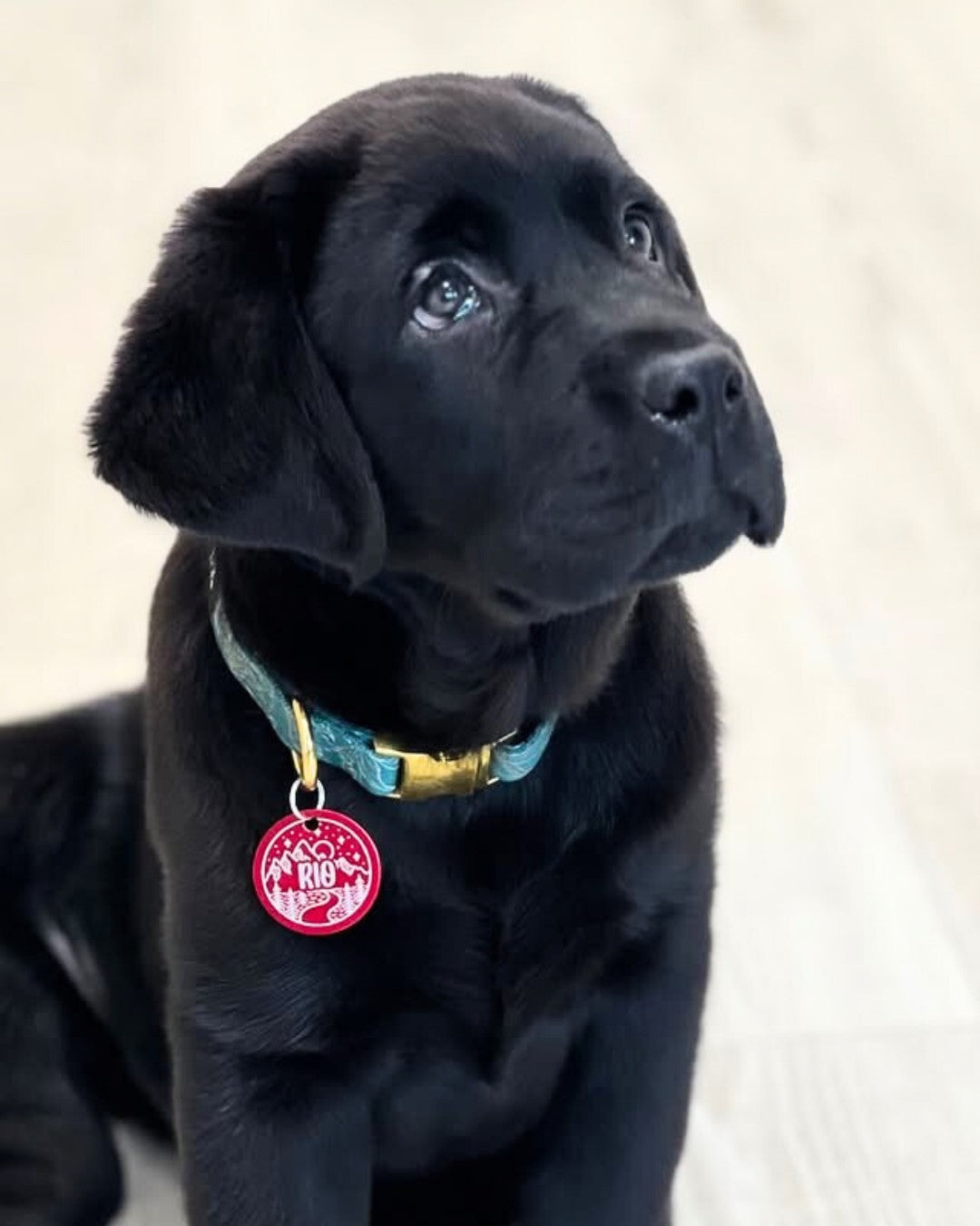 Ali moj kuža potrebuje ID obesek?