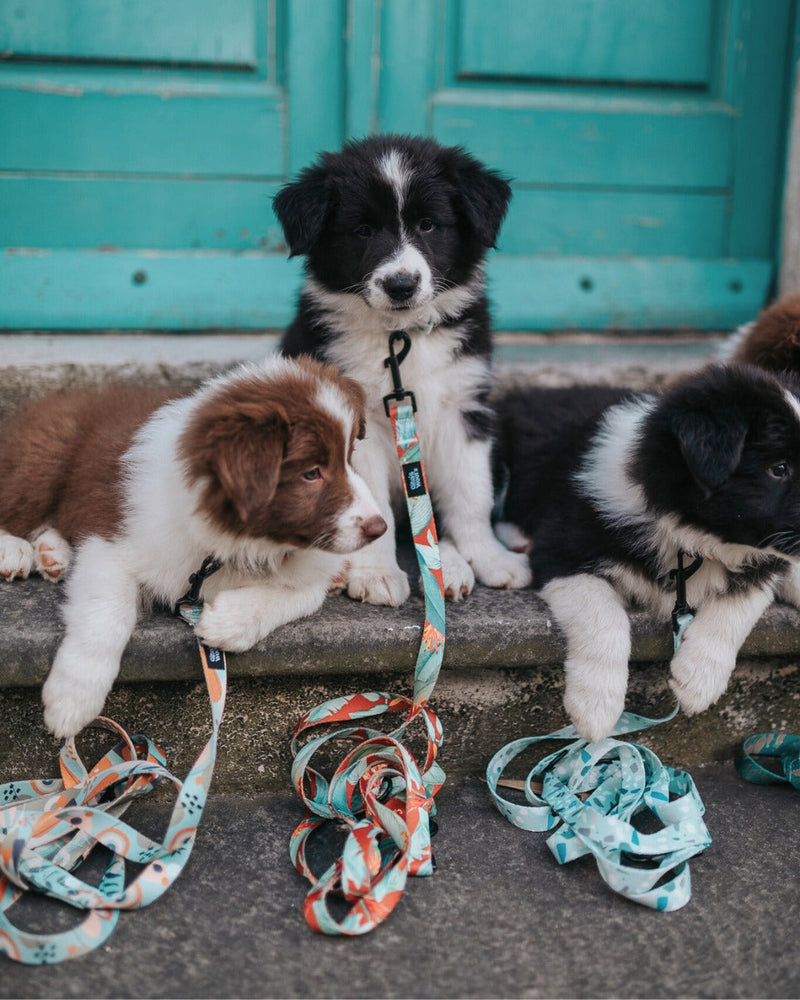 Najbolj priljubljena imena za pse v letu 2025