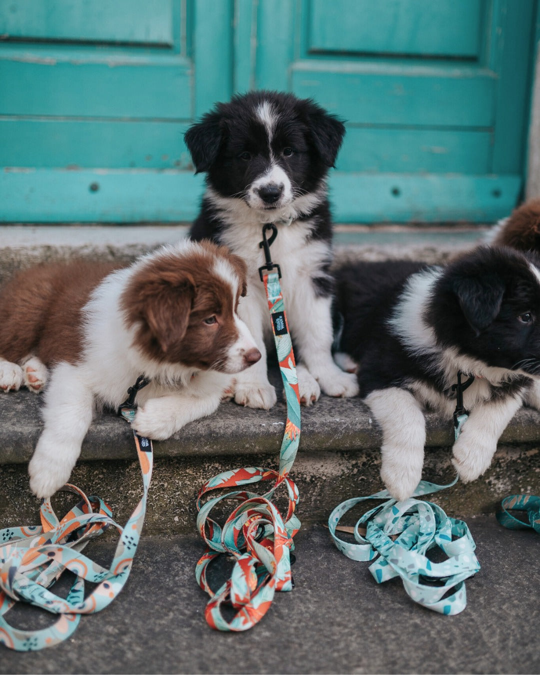 Najbolj priljubljena imena za pse v letu 2025