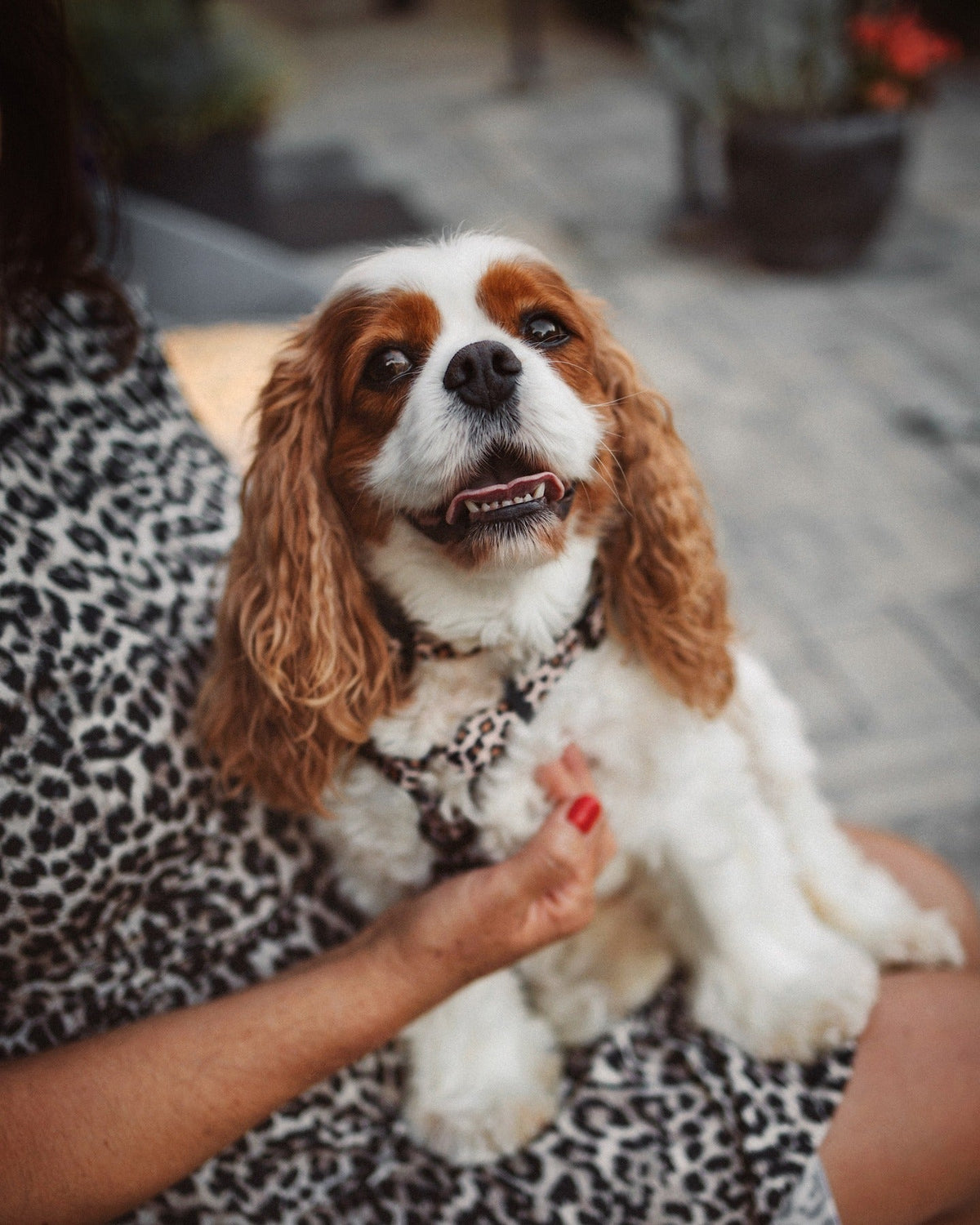 Imena za pse po pasmah: Kako izbrati pravo ime glede na pasmo?