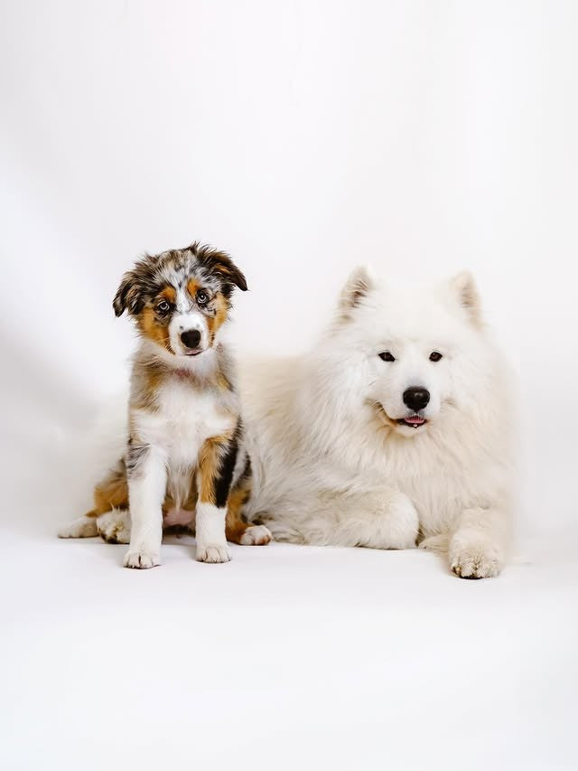 Top 50 kratkih imen za pse v letu 2025 - Unikatna in priljubljena pasja imena