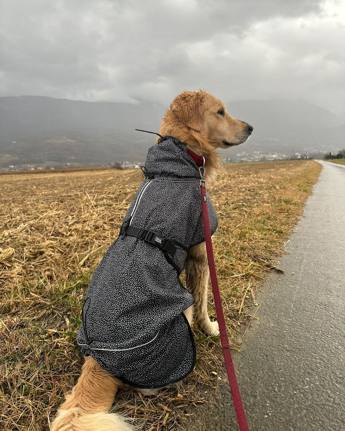 Zakaj je Gina's Woofs dežni plašč top izbira za tvojega kužka? 