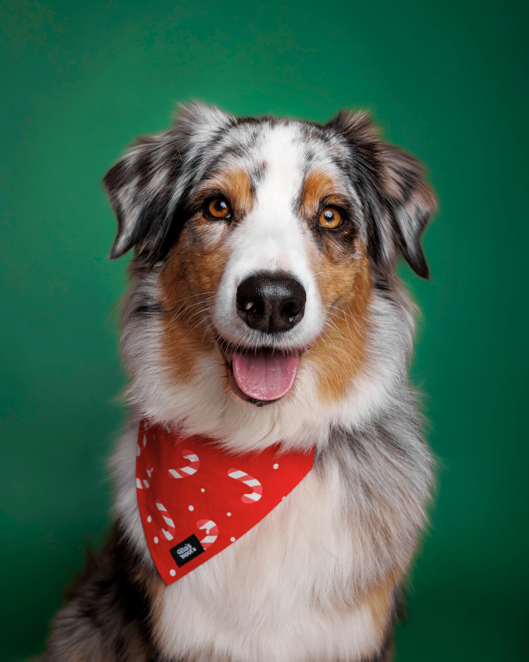Božična pasja rutka Gina's Woofs