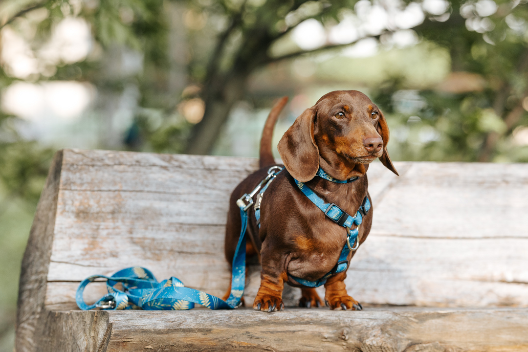 #kolekcija_fern-blue