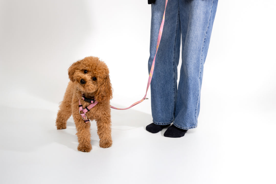 #kolekcija_fern-pink