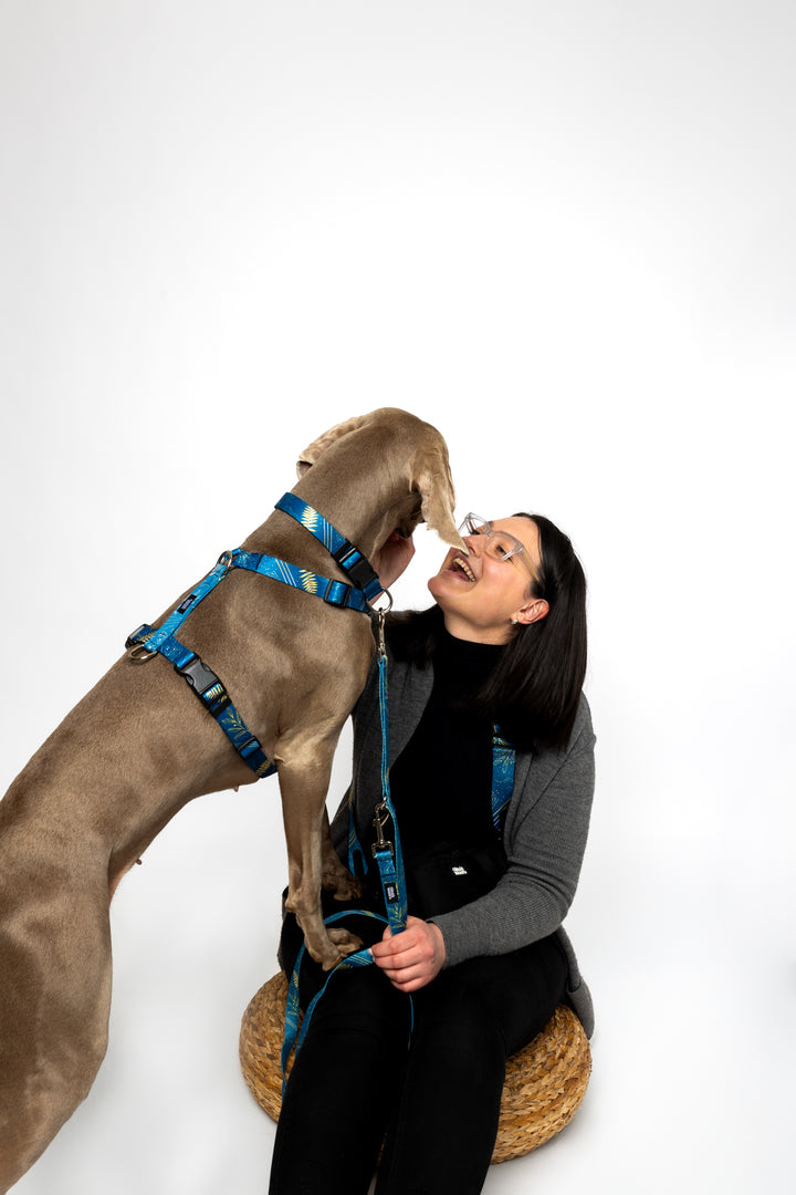 #kolekcija_fern-blue