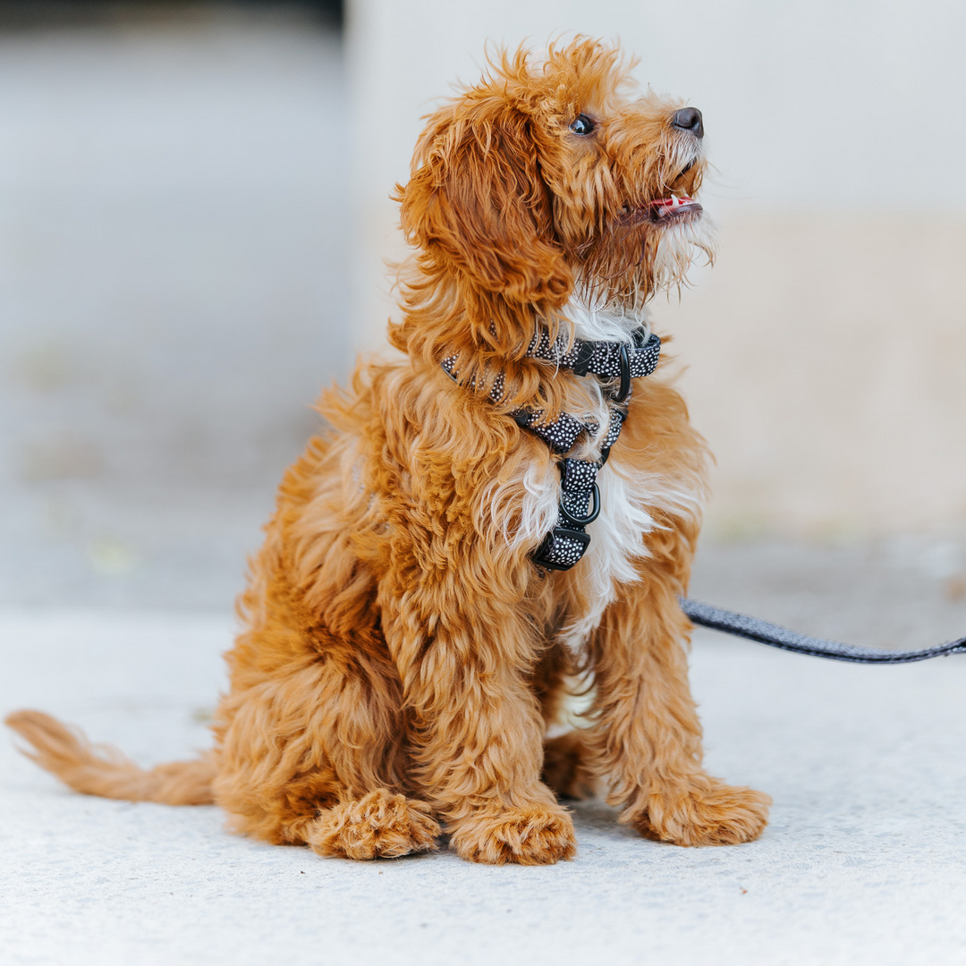 #kolekcija_dots-and-spots