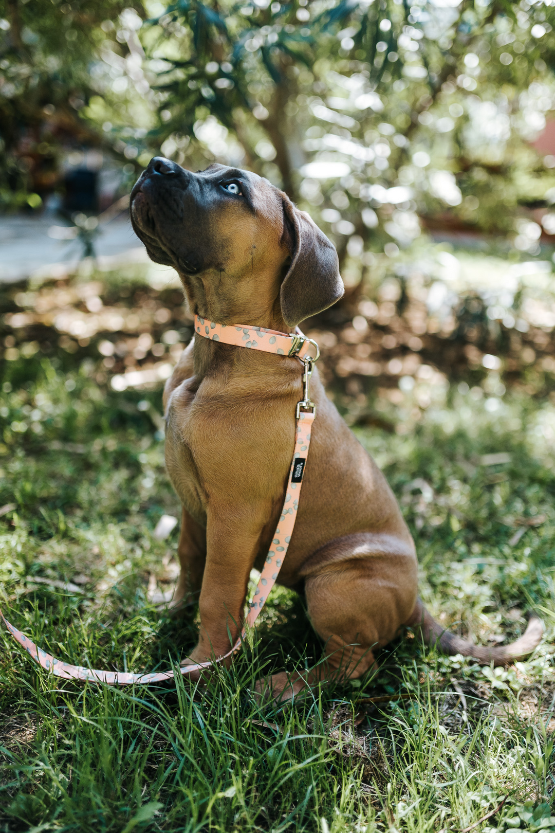 #kolekcija_eucalyptica