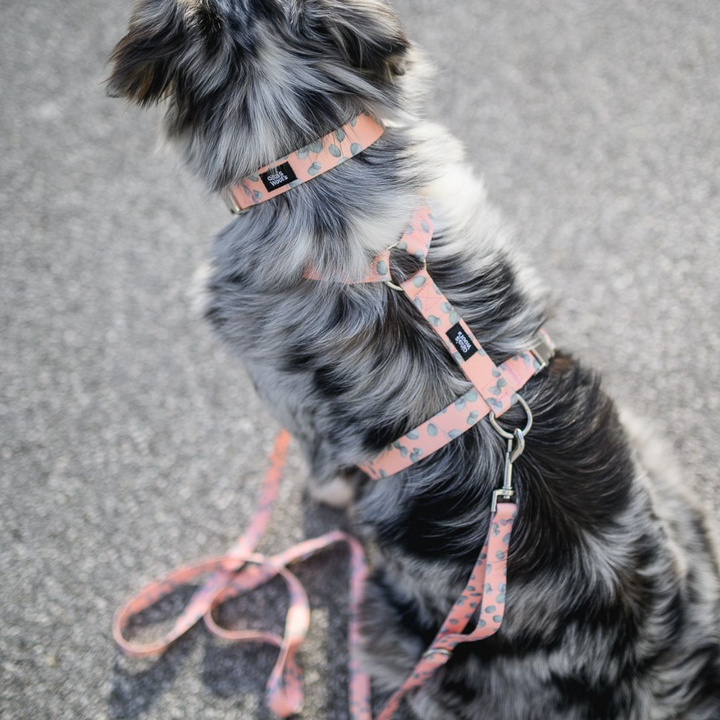 #kolekcija_eucalyptica