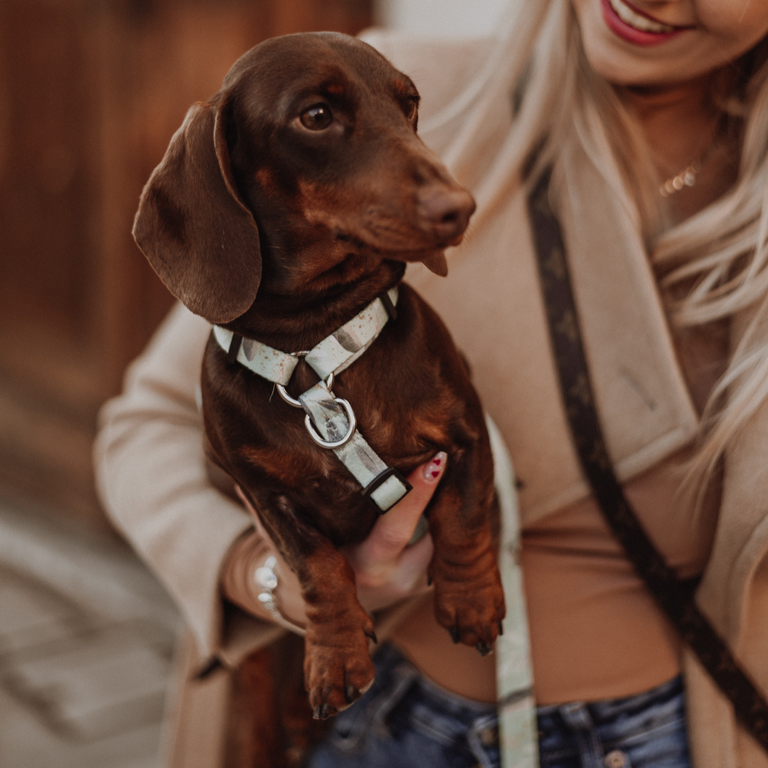 #kolekcija_fever-fetch