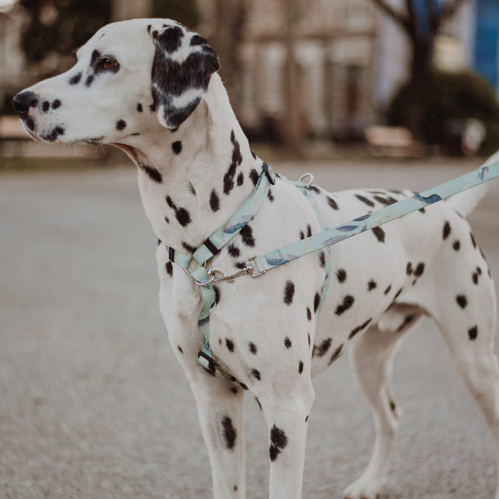 #kolekcija_fever-fetch