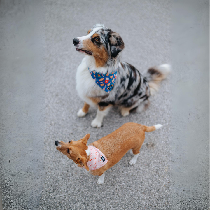 #kolekcija_candy-cane-blush