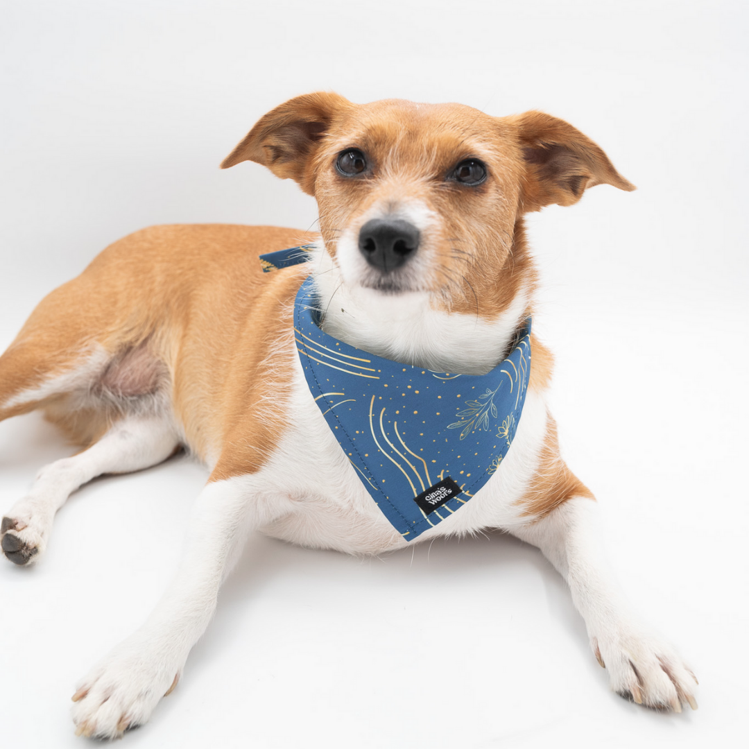 #kolekcija_fern-blue