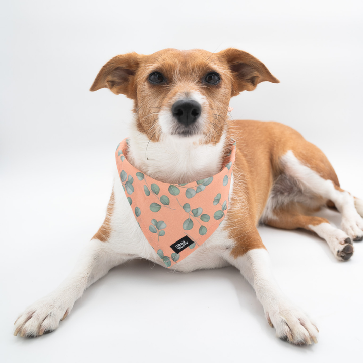 kolekcija_eucalyptica