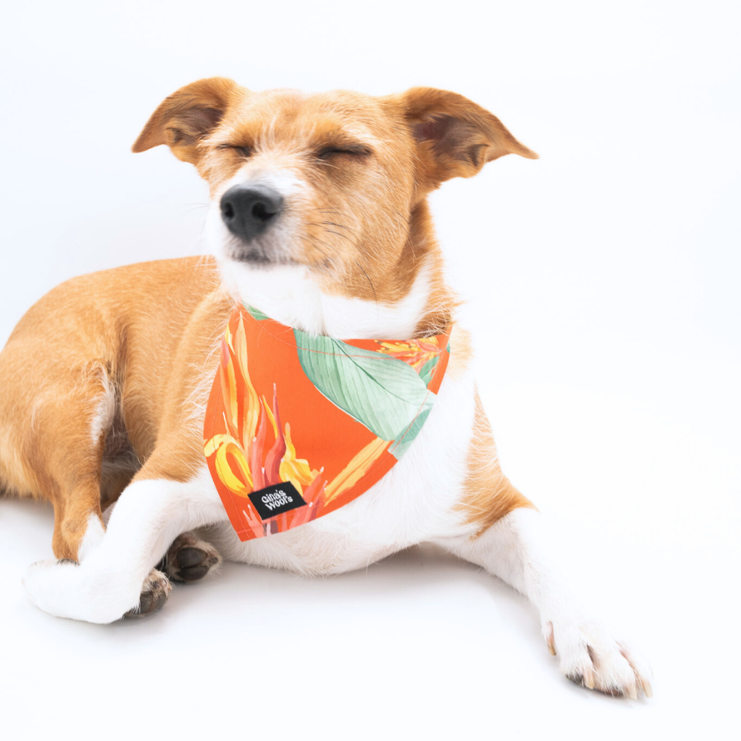 #kolekcija_hoopy-red