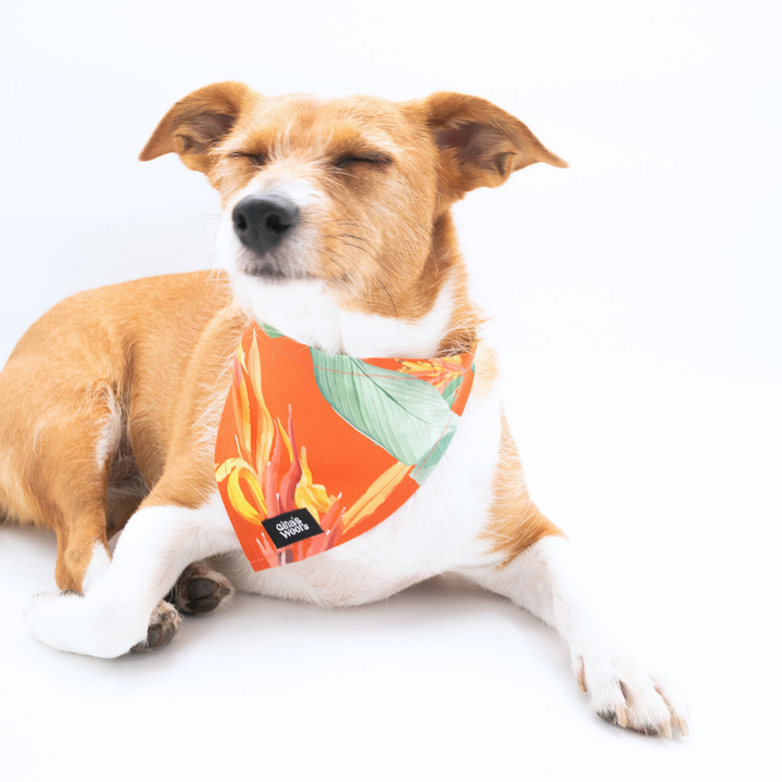 #kolekcija_hoopy-red