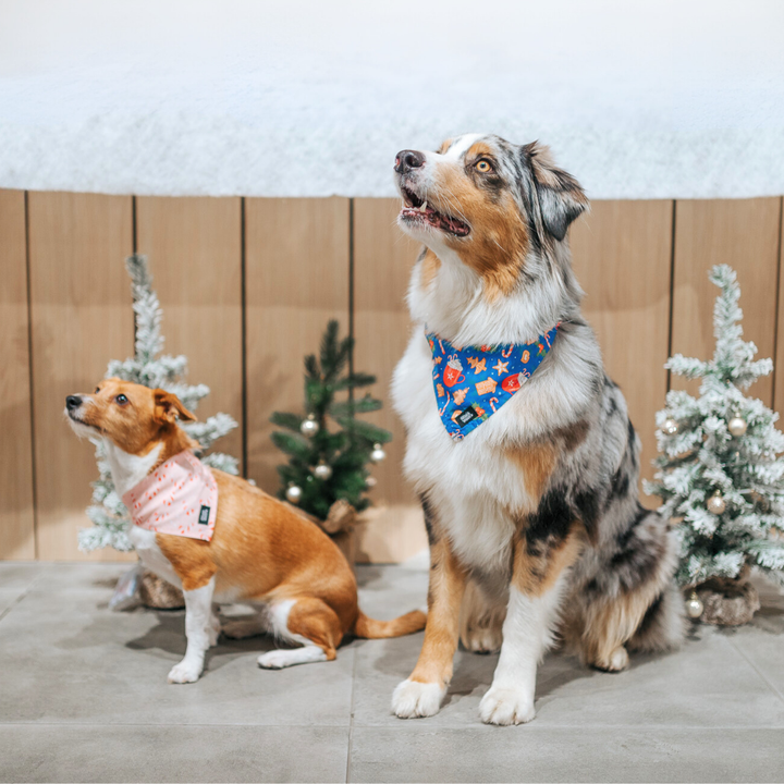 #kolekcija_ginger-hot-blue