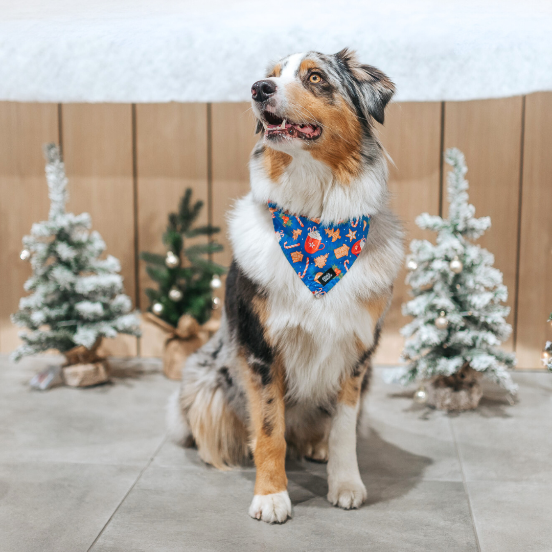 #kolekcija_ginger-hot-blue