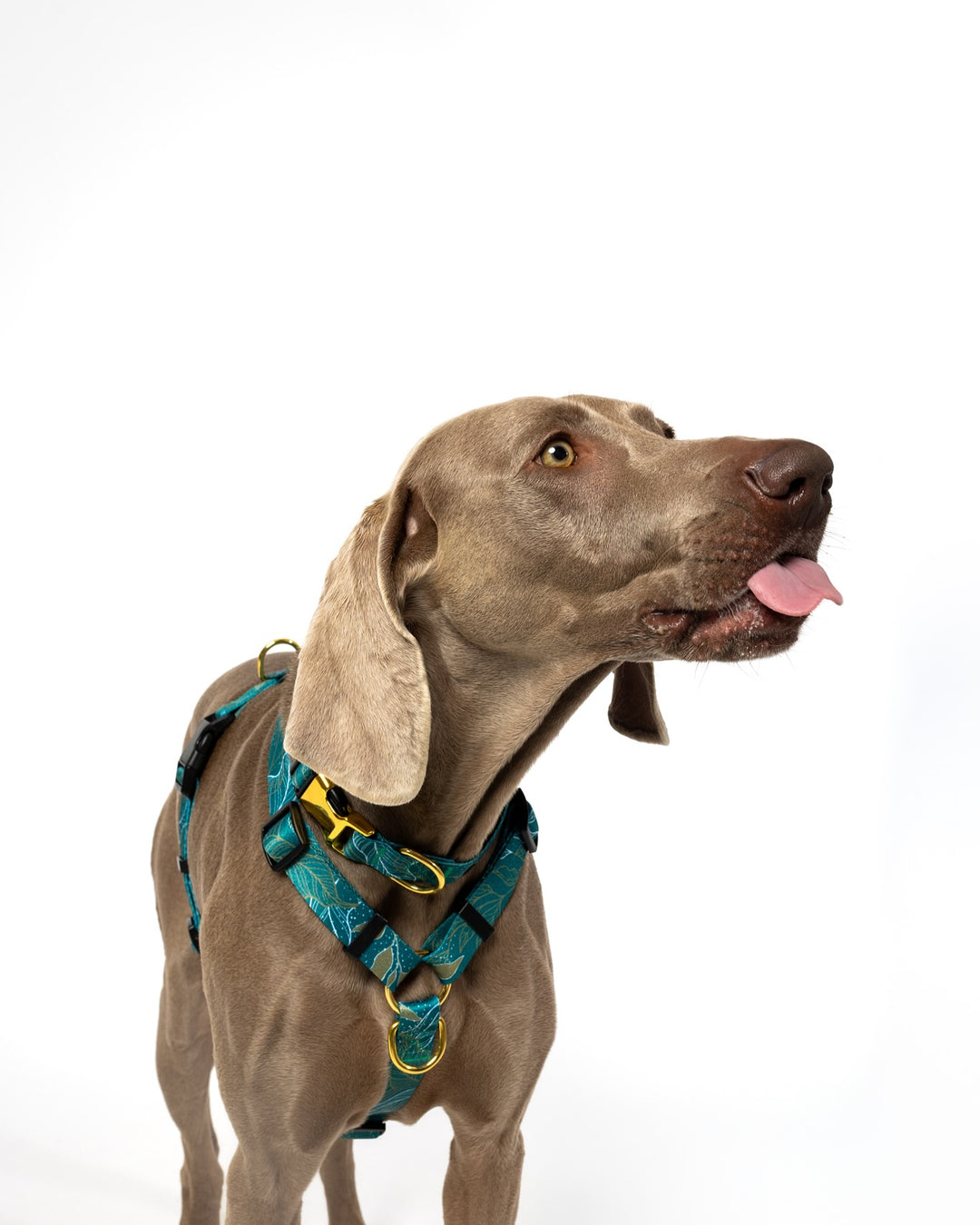 #kolekcija_golden-woods