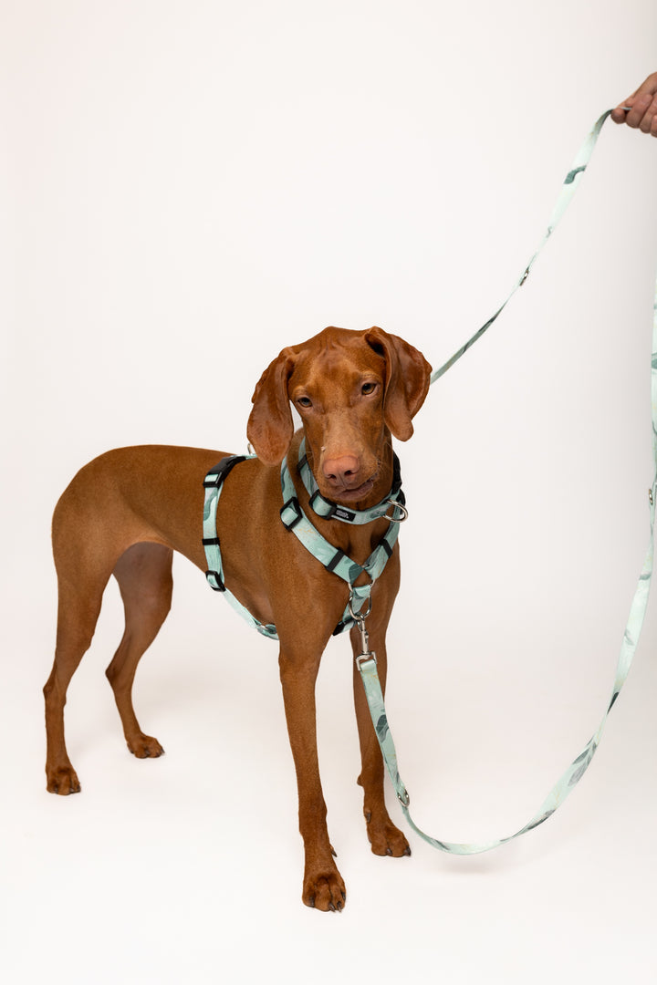 #kolekcija_fever-fetch