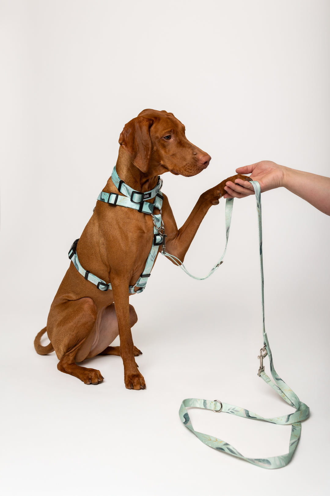 #kolekcija_fever-fetch