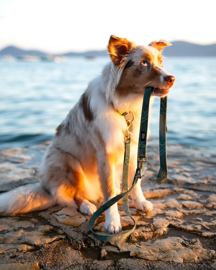 #kolekcija_golden-woods