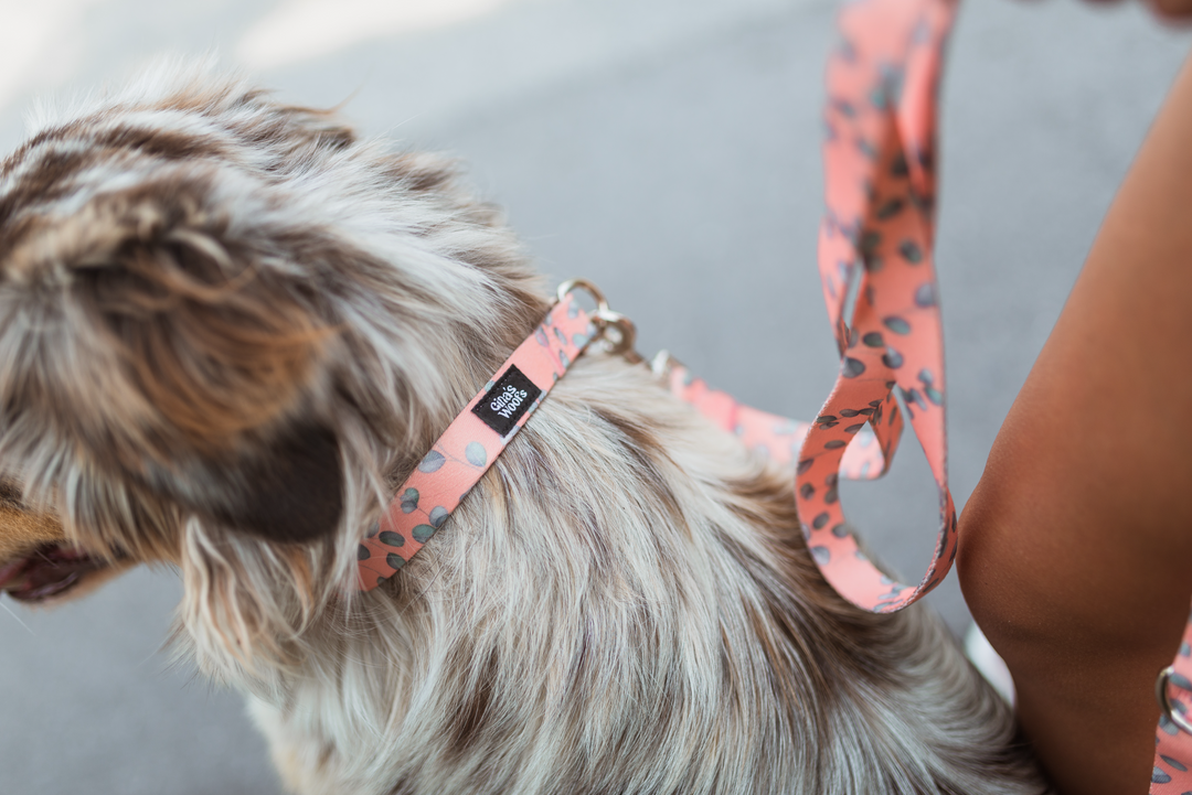 #kolekcija_eucalyptica