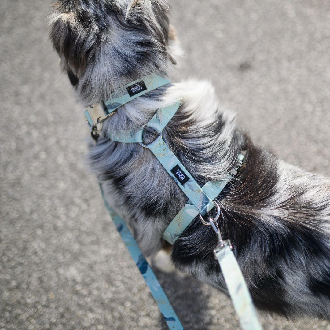 #kolekcija_fever-fetch