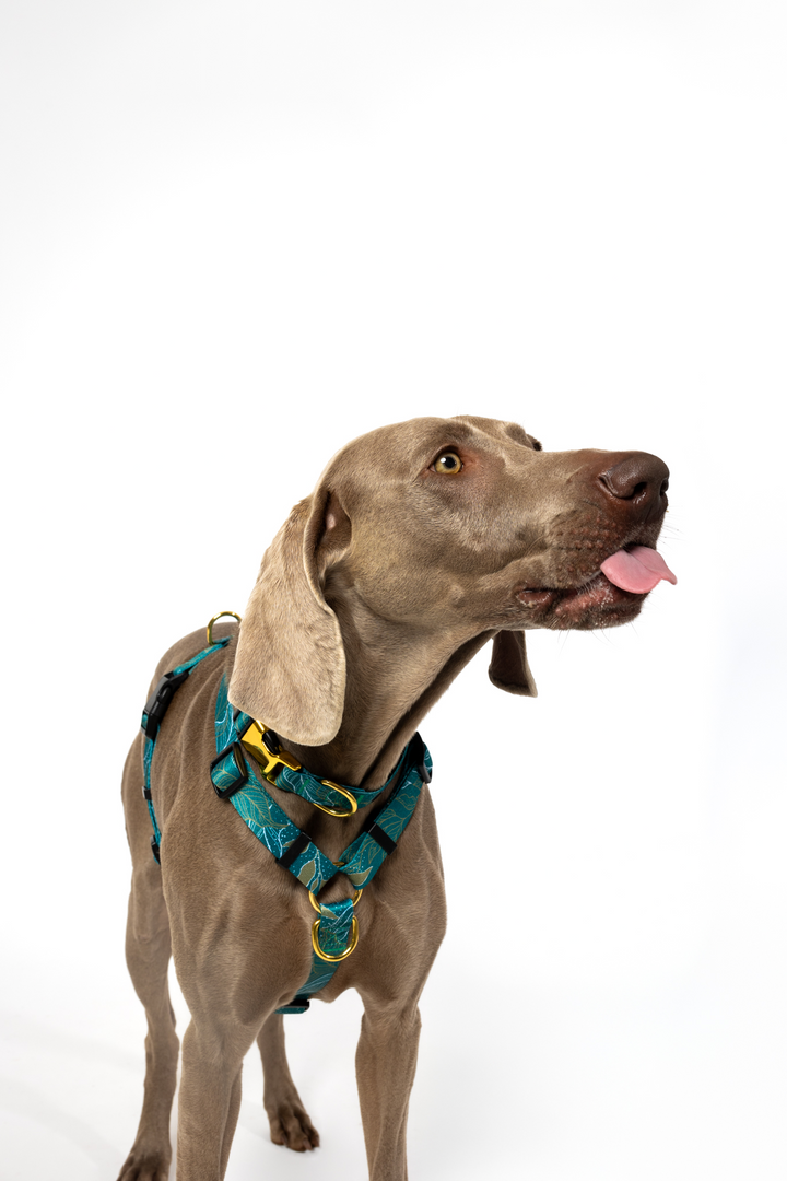 #kolekcija_golden-woods