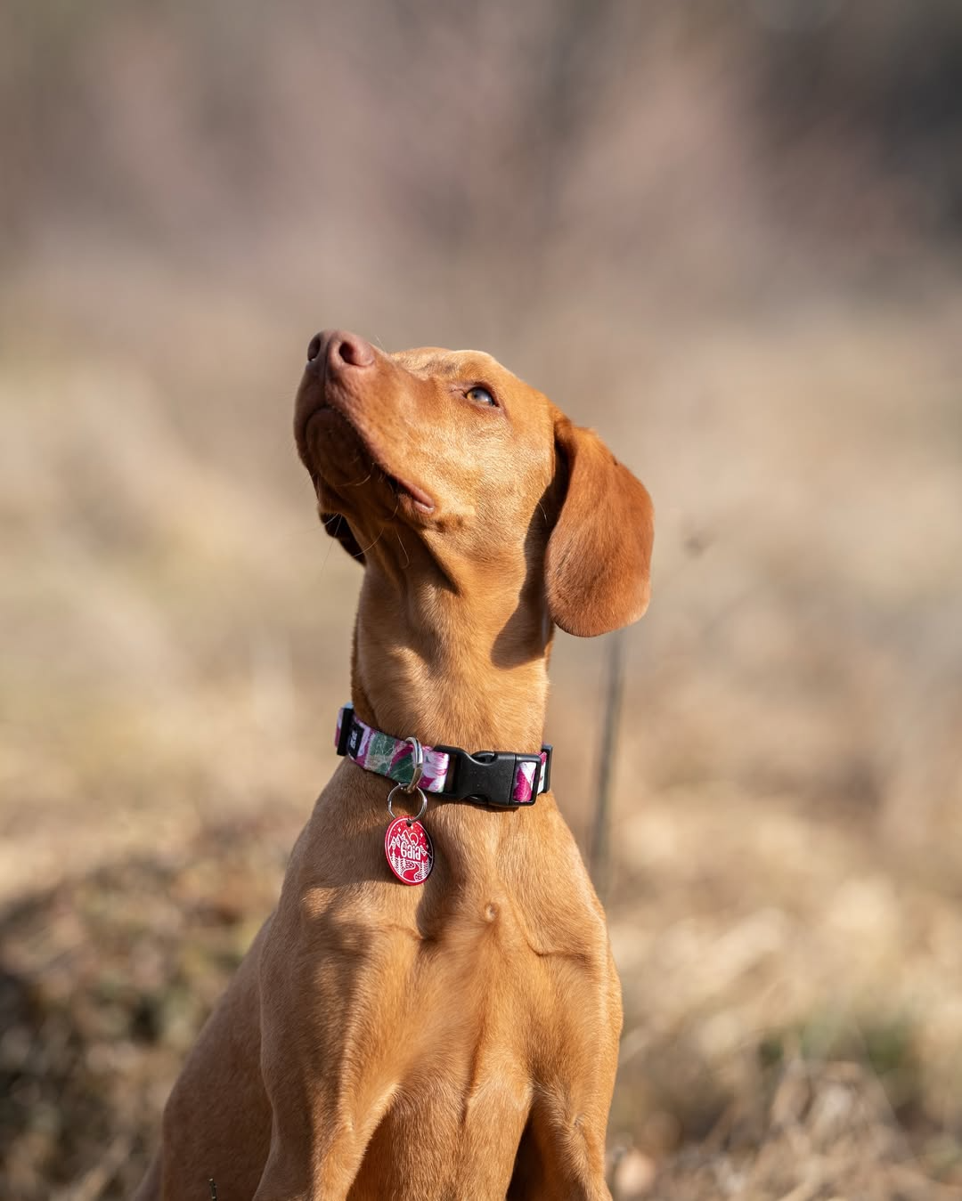 #kolekcija_magnolia-blossom