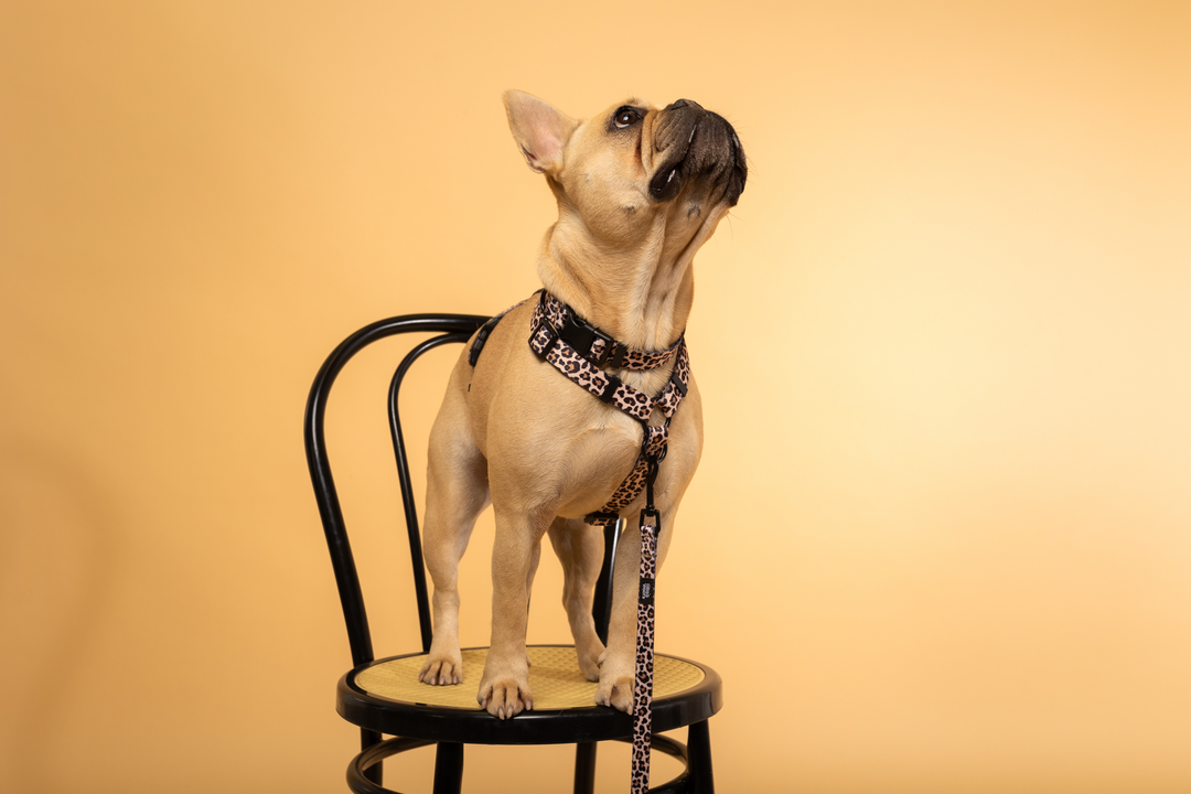 #kolekcija_wild-savanna