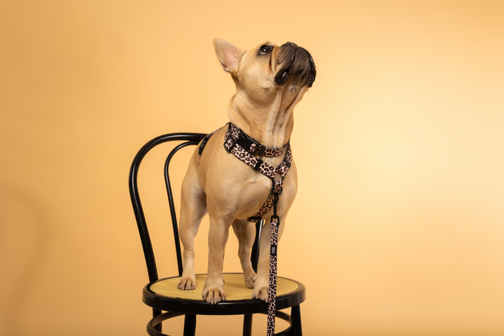 #kolekcija_wild-savanna