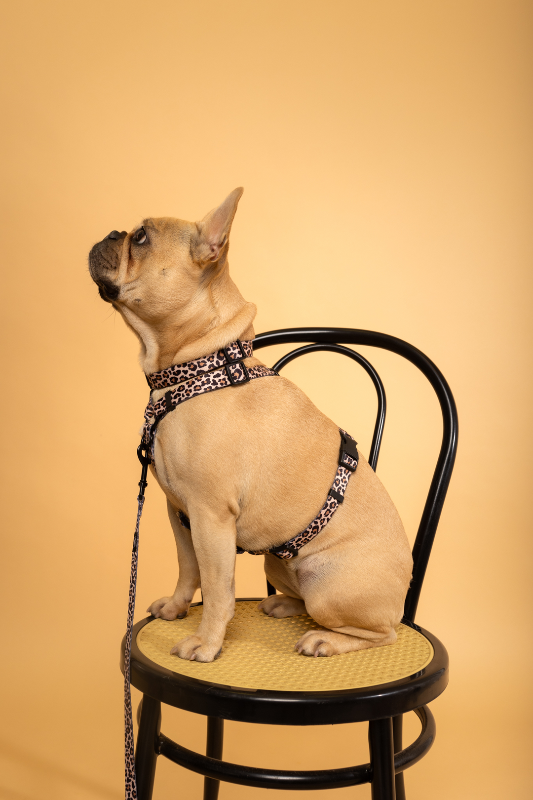 #kolekcija_wild-savanna