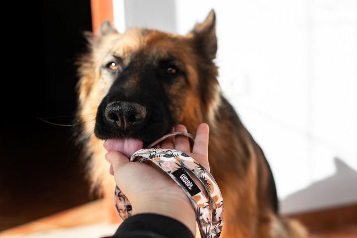 #kolekcija_pastel-jungle