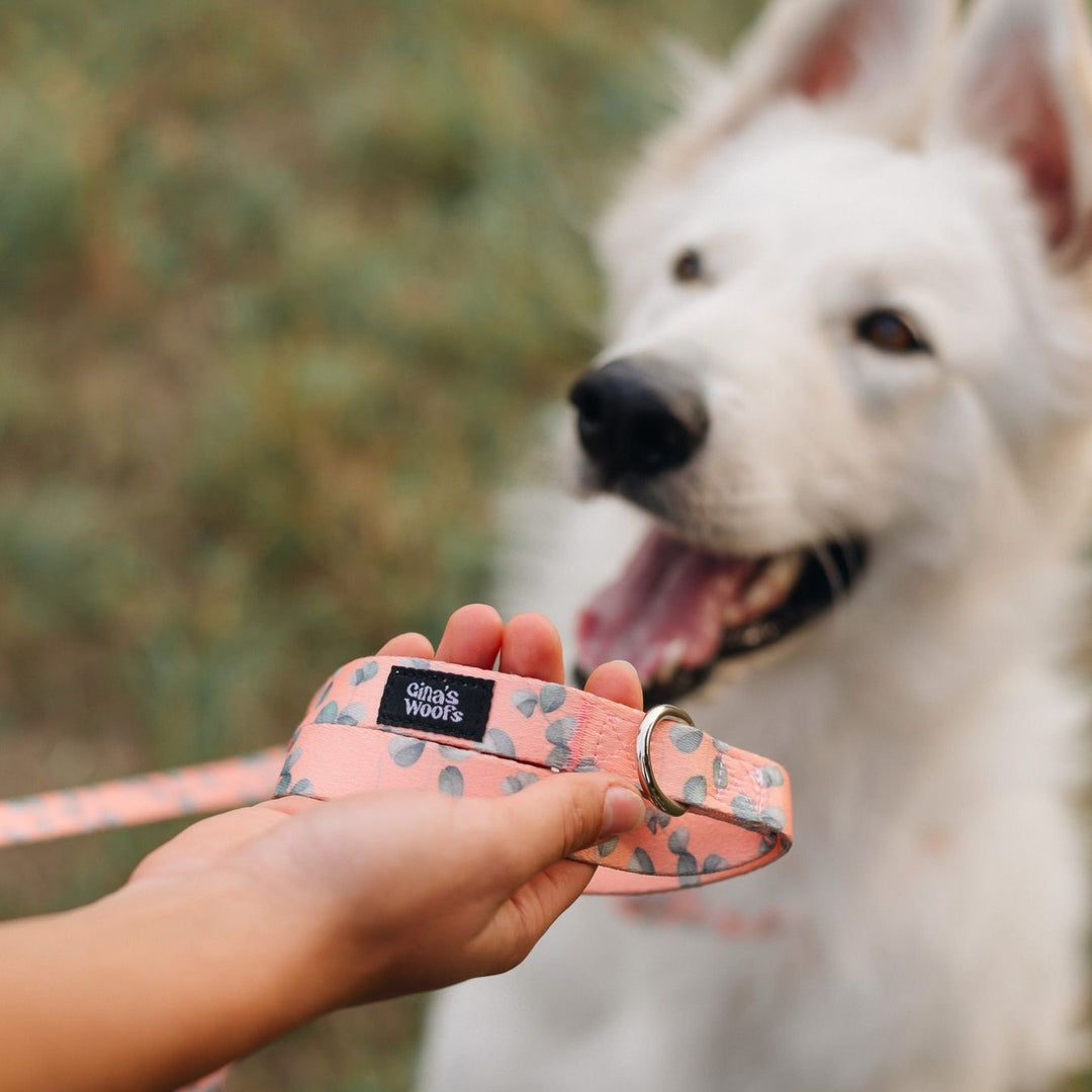 #kolekcija_eucalyptica