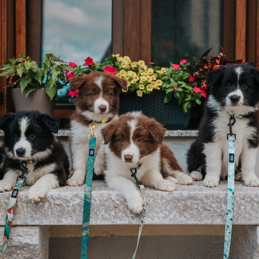 #kolekcija_golden-woods