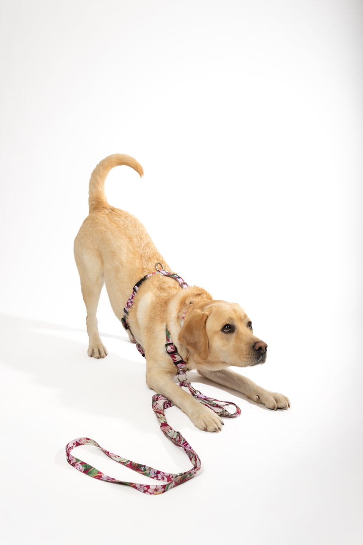 #kolekcija_magnolia-blossom