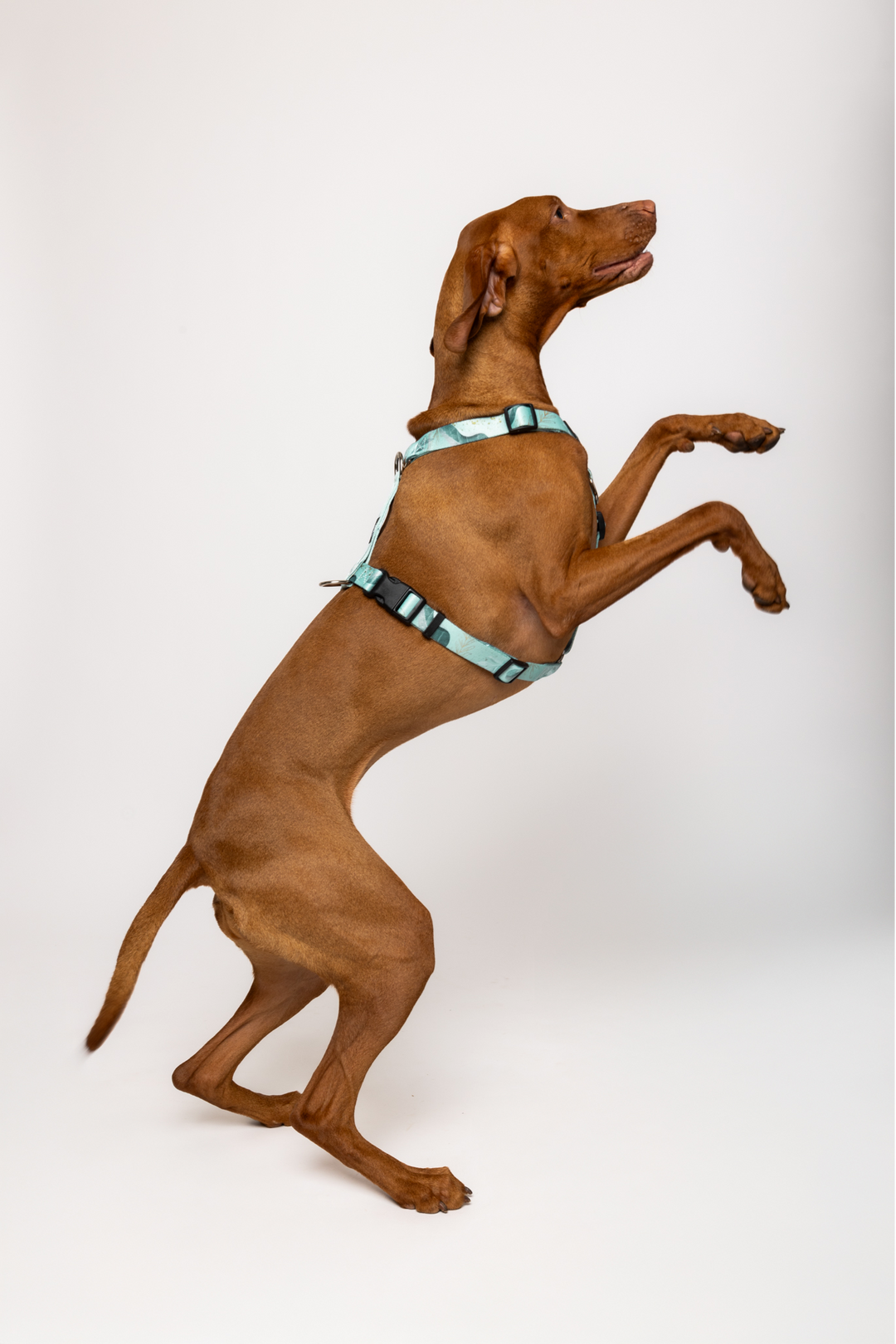 #kolekcija_fever-fetch