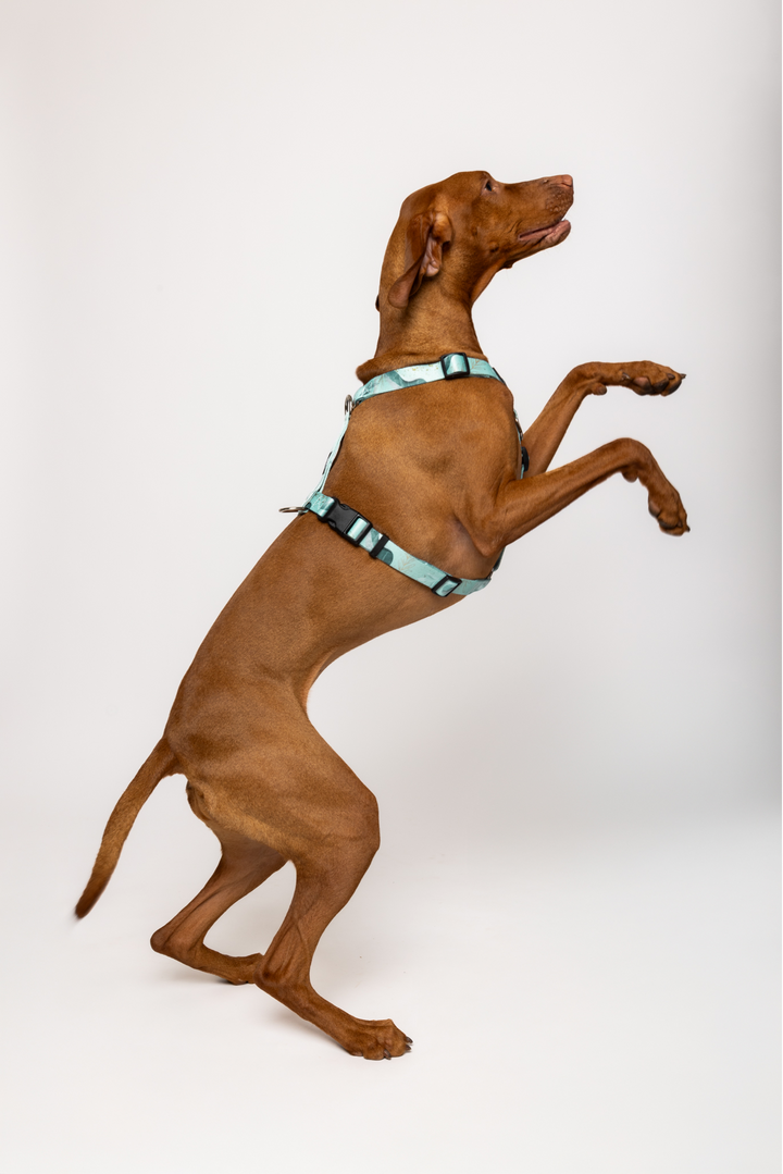 #kolekcija_fever-fetch