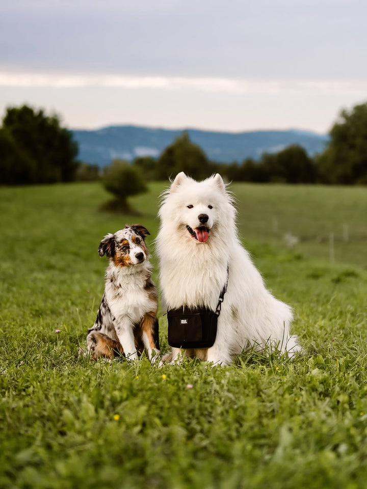 #pas-za-torbico_dots-and-spots