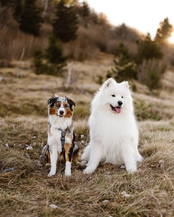 Teja, Blaž, samojed Blue in avstralka ovčarka Lumi
