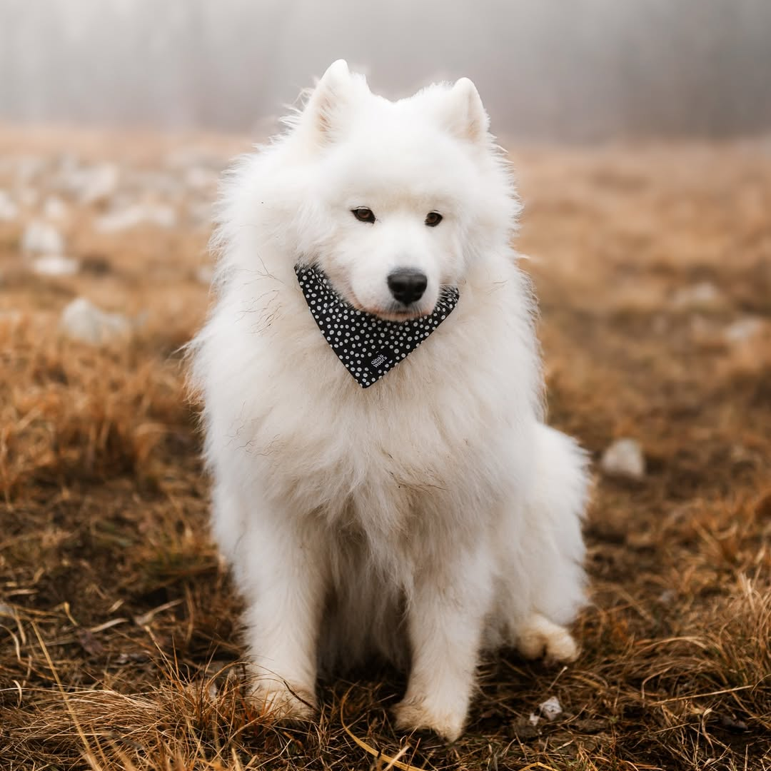 #kolekcija_dots-and-spots