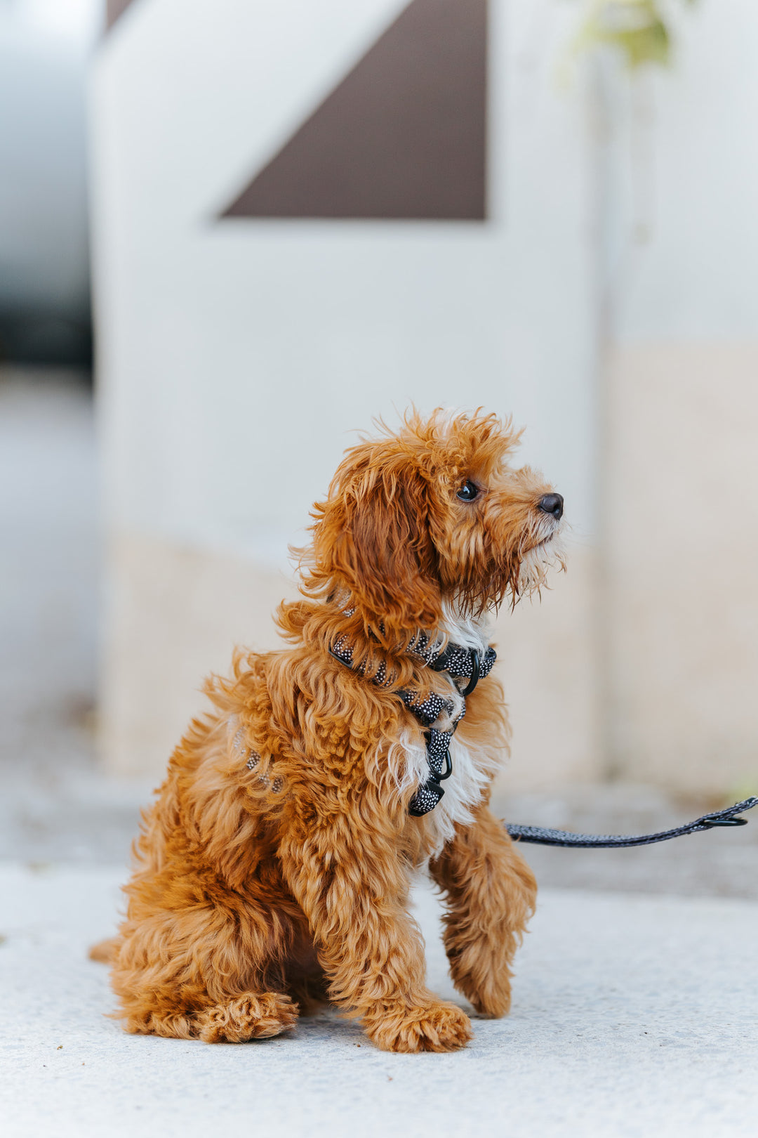 #kolekcija_dots-and-spots