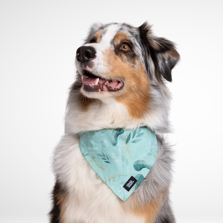 #kolekcija_fever-fetch